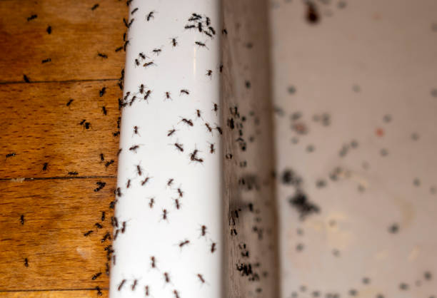 Best Best Pest Control Companies  in Sanborn, IA